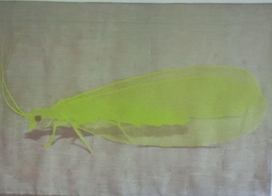 Si inaugura l'opera d'arte urbana  di Hilario Isola 'La Crisopa' Si inaugura l'opera d'arte urbana  di Hilario Isola 'La Crisopa'