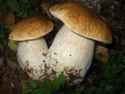 Periodo di funghi, aperto il servizio Micologico dell'Asl