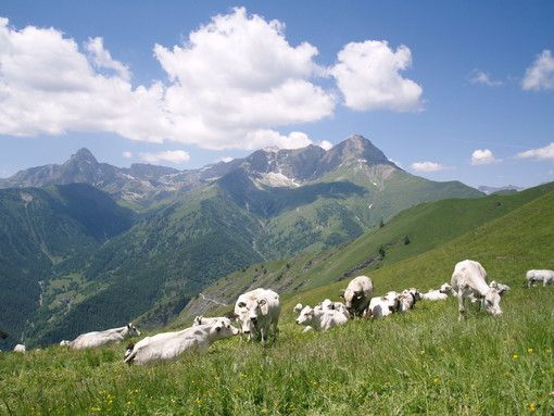 Lega: "La valorizzazione del pastoralismo e dell’alpeggio è legge" Lega: "La valorizzazione del pastoralismo e dell’alpeggio è legge"