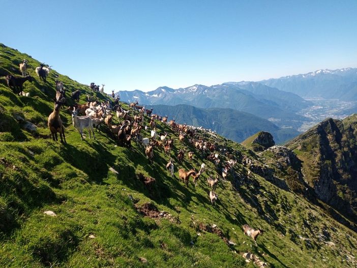 Il Comitato Salvaguardia Allevatori VCO replica a “ Convivere coi lupi” Il Comitato Salvaguardia Allevatori VCO replica a “ Convivere coi lupi”