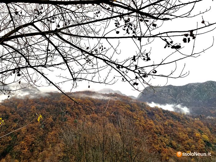 Foreste, 12 milioni di euro per la gestione sostenibile dei boschi piemontesi Foreste, 12 milioni di euro per la gestione sostenibile dei boschi piemontesi