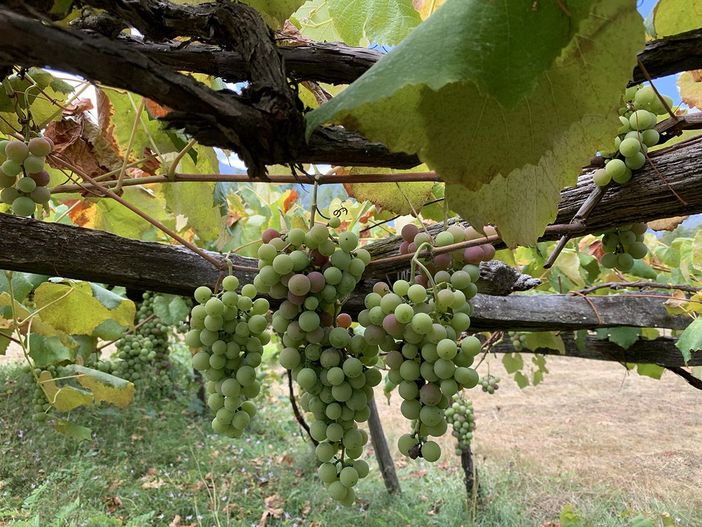 Regione, contrasto della flavescenza dorata della vite: pubblicate le misure obbligatorie