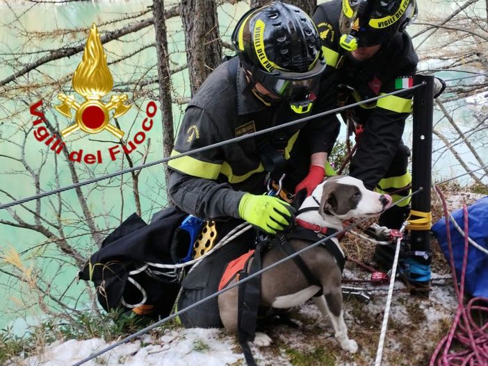 Cade nel lago e non riesce a risalire il sentiero, cane di 8 mesi salvato dai vigili del fuoco Cade nel lago e non riesce a risalire il sentiero, cane di 8 mesi salvato dai vigili del fuoco