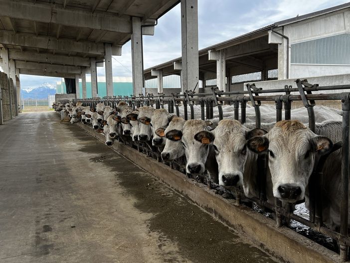 Foto da www.novara-vco.coldiretti.it Foto da www.novara-vco.coldiretti.it