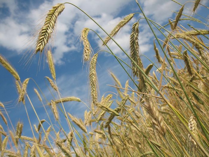 Salvi i pozzi per irrigazione agricola, dalla Regione un uso razionale delle risorse idriche (foto di repertorio) Salvi i pozzi per irrigazione agricola, dalla Regione un uso razionale delle risorse idriche (foto di repertorio)
