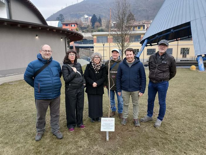 Un albero per promuovere la pace