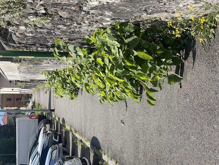 Verde pubblico: a Verbania è scoppiata la polemica per lo scarso livello di manutenzione