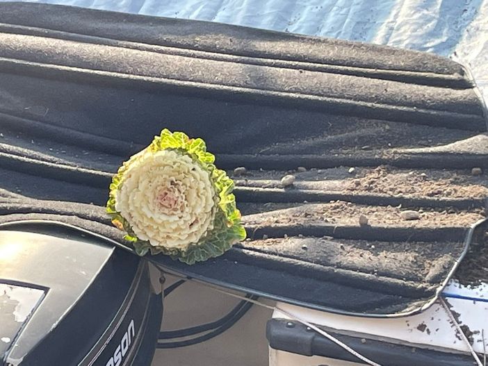 A Omegna danneggiate le aiuole di lungolago Buozzi A Omegna danneggiate le aiuole di lungolago Buozzi