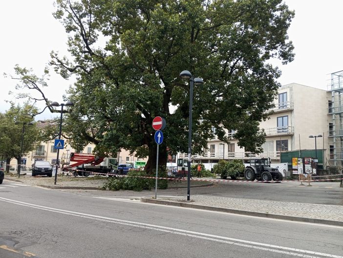Il Canforo di piazza Gramsci è malato: al via l'intervento di risanamento FOTO Il Canforo di piazza Gramsci è malato: al via l'intervento di risanamento FOTO