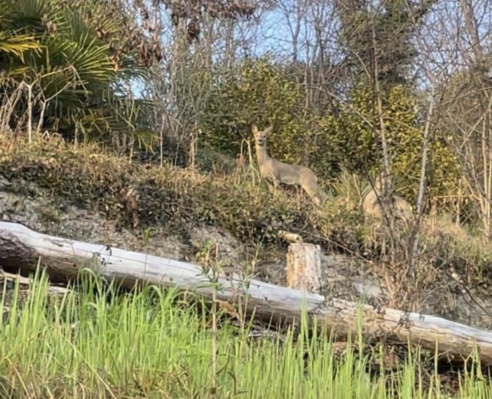 Sorpresa lungo la Selasca: tra la vegetazione spuntano nove cerbiatti Sorpresa lungo la Selasca: tra la vegetazione spuntano nove cerbiatti