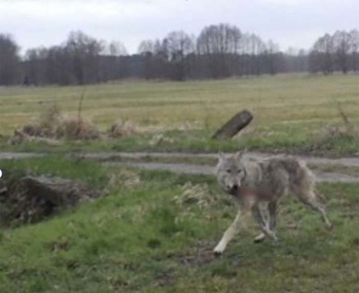 In un video gli allevatori del VCO rilanciano il loro allarme per il pericolo dei lupi
