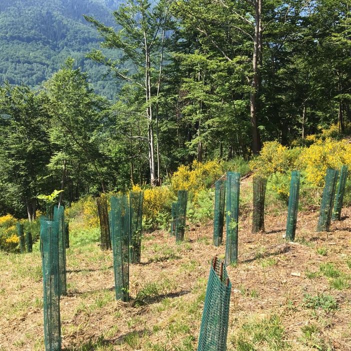 Finanziati i progetti di forestazione urbana, oltre 22 milioni per trasformare città e quartieri