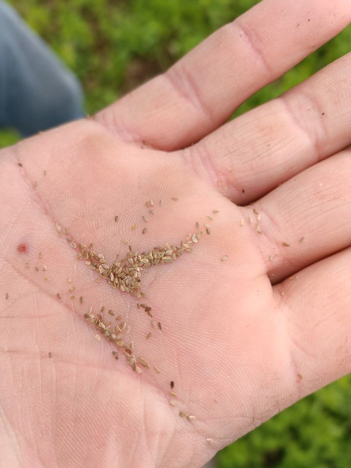 Bilancio positivo per il Flower Rave Party Bilancio positivo per il Flower Rave Party