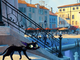 Dopo 'Luca' Pixar torna in Italia, nel 2027 arriva 'Gatto'