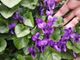 Curiosità. Aspettando la primavera, sbocciano le violette