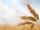 Invasione di grano canadese in Italia: allarme Coldiretti per il rischio di danni al settore agricolo