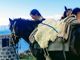 Cento giorni a cavallo dal Parco Nazionale d'Abruzzo a quello del Gran Paradiso, Paola Giacomini fa tappa a Vogogna