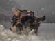 Foto: conduttori e cani della X Delegazione Valdossola ( Luca Tondat)