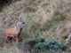 Minimo l'impatto della caccia su ambiente e fauna