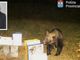L'orso nelle sue scorribande a Trontano; nel riquadro il sindaco Renzo Viscardi