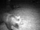 E' quasi sicuramente M29 l'orso visto all'alpe Cortevecchio
