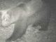 ''Non ci sono prove che in Ossola ci sia un secondo orso''