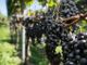 Vendemmia 2021, in Svizzera mai così male dal 1957