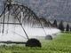 30 milioni per strutture irrigue, agricole e di bonifica: aperto il bando per gli investimenti in Piemonte