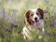 Migliori crocchette per cani: come sceglierle senza sbagliare?