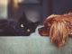 Anche a Verbania l'Ambulatorio veterinario sociale