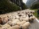 Piemonte, approvata la legge su alpeggi e transumanza