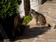 Al Palasport di Verbania esposizione felina