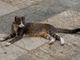 Stresa, Lav fa chiarezza sulle sterilizzazioni della colonia felina