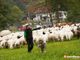 Coldiretti Piemonte: transumanza e gastronomia salvano la montagna