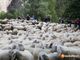 Allasia: &quot;La transumanza occasione per rilanciare la montagna piemontese&quot;