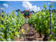 Defr, per l’agricoltura piemontese 145 milioni l’anno