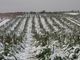 Coldiretti: &quot;L'arrivo della neve è importante, ma non può risolvere tutti i problemi&quot;