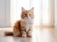 Fascino felino: scopri le razze di gatti più affascinanti
