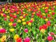 Verbania accoglie la primavera con la Festa delle Bulbose