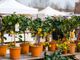 Novara si veste di fiori con la 7^ edizione di Fiorissimo 