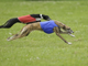 Greyhound Racing - Come scommettere sui levrieri?