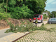 Pianta cade sulla strada a Belgirate