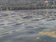 Le alghe gialle nel Lago d'Orta non sono pericolose per la salute dei bagnanti