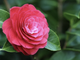 Due giorni alla scoperta della camelia sasanqua tra vivai e collezionisti