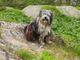 Escursionista ritrovato in Val Grande: ancora nessuna traccia del cane