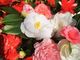 A Verbania torna la Mostra della Camelia