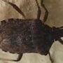 Malattia di Chagas spaventa l'America Latina, circa 6 mln convivono con l'infezione parassitaria