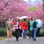 Cina, con i ciliegi in fiore turismo di primavera in crescita