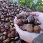Le castagne simbolo autunnale Le castagne simbolo autunnale
