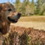 Amico Fido, l’app che aiuta a proteggere cani e gatti dai pericoli: oltre 35mila download in meno di un anno